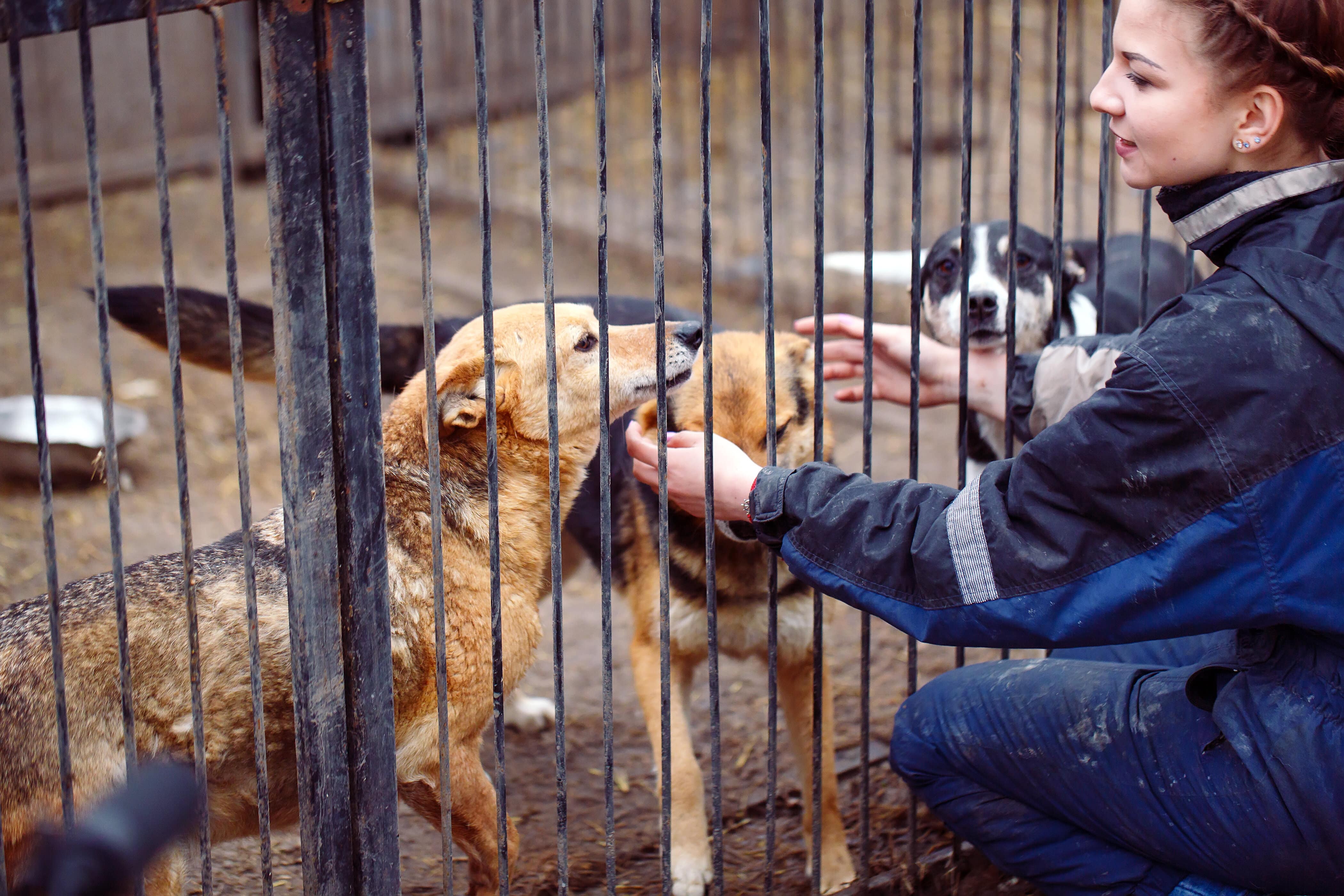 Confinement et adoption d'animaux à la SPA